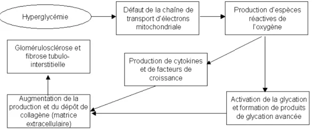 Figure 1.1   Pathogenèse de la néphropathie diabétique 13