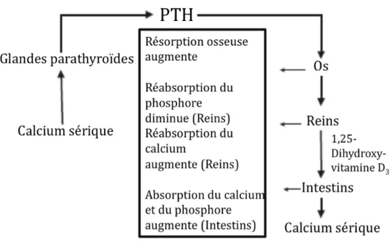 Figure 1.2  Rétro-contrôle de la sécrétion de PTH 10