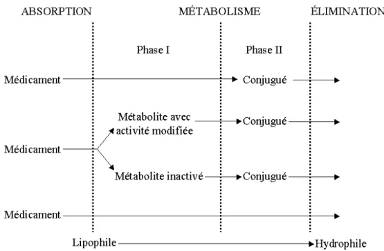 Figure 1.3  Schéma des phases du métabolisme des médicaments 38