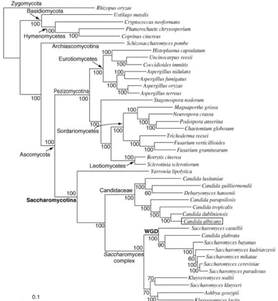 Figure I-2.  Phylogénie simplifiée de génomes fongiques. L’arbre phylogénique est reconstruit en utilisant les 