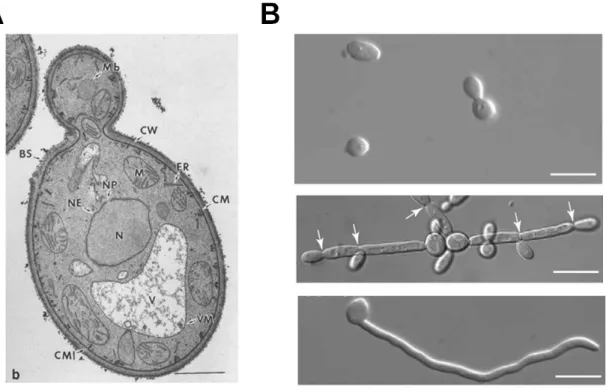 Figure I-3. Cytologie de C. albicans.  A, Ultrastructure en microscopie électronique à transmission d’une  coupe ultramince d’une cellule de C