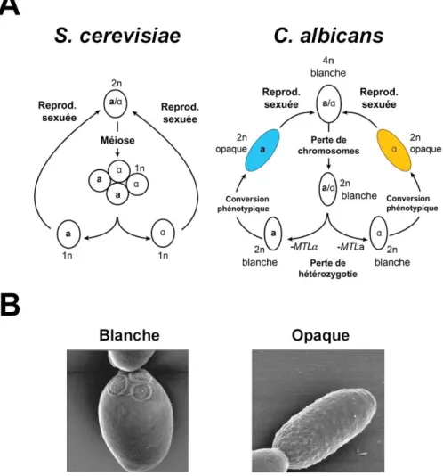 Figure I-4.  Reproduction sexuée chez S. cerevisiae et C. albicans. A, Panneau gauche : Cycle sexuel chez S
