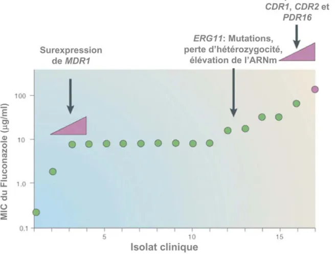 Figure I-9.  Représentation graphique des profils de résistance au fluconazole d’une série d’isolats cliniques 