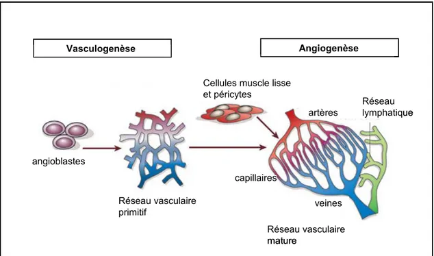 Figure 1. Développement du système vasculaire. Lors de la vasculogenèse, des  cellules souches (angioblastes) donnent naissance à un enchevêtrement d’artères et de  veines