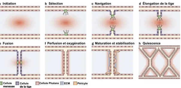 Figure 2. Modèle de formation d’un nouveau rameau vasculaire. A) En réponse à  l’hypoxie, les cellules non-vasculaires produisent un gradient de VEGF (illustré par un  point rouge dont l’intensité s’atténue graduellement afin de représenter des  concentrat