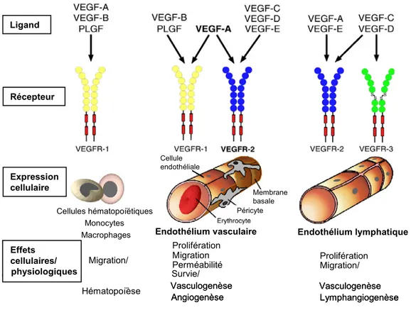 Figure 3. Patrons d’expression, spécificité et effets cellulaires/physiologiques des  récepteurs au VEGF (VEGFRs)