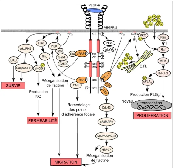Figure 4. Voies de signalisation intracellulaires induites par le VEGF-A via  l’activation du récepteur VEGFR2
