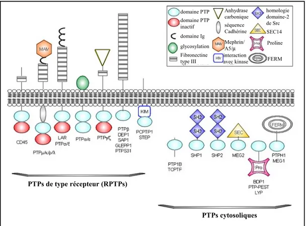 Figure 5. Les PTPs classiques. Les PTPs classiques peuvent être divisées en deux  groupes, les PTPs de type récepteur (RPTPs) et les PTPs cytosoliques