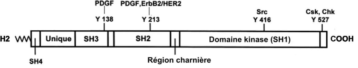 Figure 6. Structure des SFKs et principaux sites de phosphorylation sur tyrosine.  Les chiffres en annotation font référence à la position des résidus au niveau de la  protéine Src de poulet, le prototype de cette famille de kinases (Y; tyrosine) (adapté d