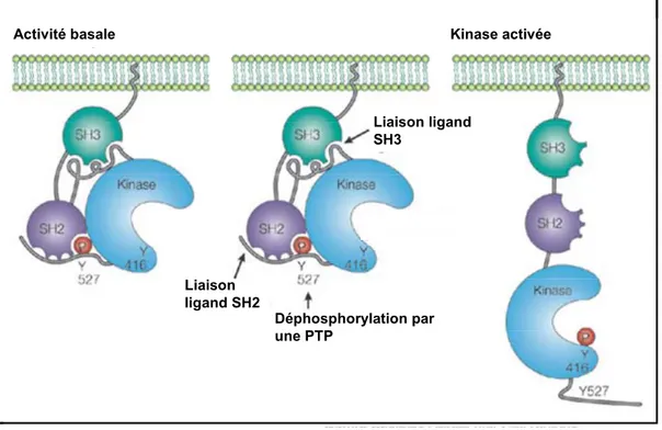 Figure 7. Conformation active et inactive de Src et principaux mécanismes  impliqués dans l’activation des SFKs