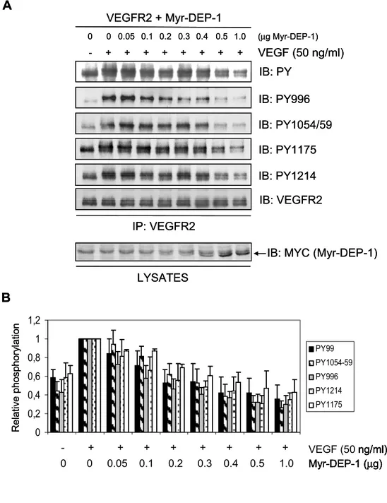 Figure 2. DEP-1 leads to the global dephosphorylation of VEGFR2. (A) HEK 293  cells were transfected with 20  μg of VEGFR2 cDNA and increasing amounts of WT  Myr-DEP-1 cDNA