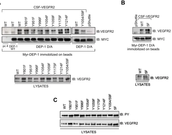 Figure 3. DEP-1 D/A traps VEGFR2 via tyrosine residues in the activation loop.  (A) HEK 293 cells were transfected with empty vector (pShuttle) or cDNA constructs  encoding the  WT CSF-VEGFR2, single Y/F mutants of every major VEGFR2  autophosphorylation s