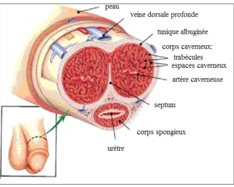 Figure 1.1 Illustration de l’anatomie du pénis chez l’homme. Ici on peut voir les structures  importantes du pénis : les corps caverneux (trabécules et espaces caverneux), le corps  spongieux, l’artère caverneuse, la veine dorsale profonde, la tunique albu