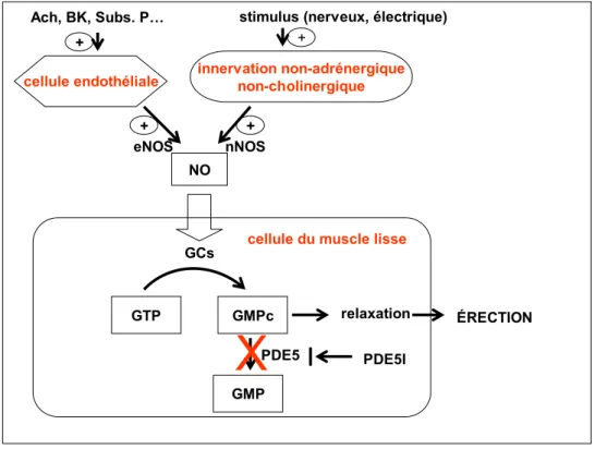 Figure 1.2 Représentation schématique de la voie de signalisation principale aboutissant  à l’érection