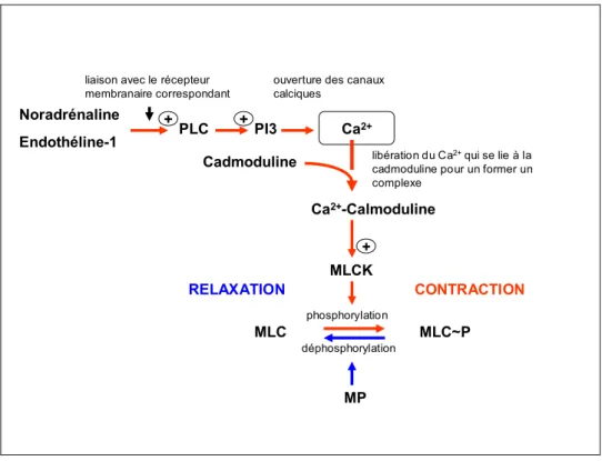 Figure 1.3 Représentation schématique du mécanisme moléculaire par lequel la  noradrénaline et l’endothéline-1 induisent la contraction du muscle lisse pénien