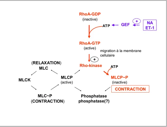 Figure 1.4  Représentation schématique expliquant la voie de la RhoA/Rho kinase dans  le maintien de la contraction du muscle lisse