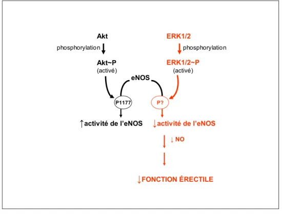 Figure 1.5  Représentation schématique suggérant le rôle d’ERK 1/2 dans la régulation  de l’érection pénienne