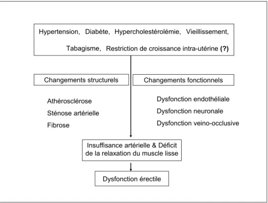 Figure 1.7 Représentation schématique expliquant des changements structurels et  fonctionnels par lesquels les facteurs de risque de la DE induisent la DE