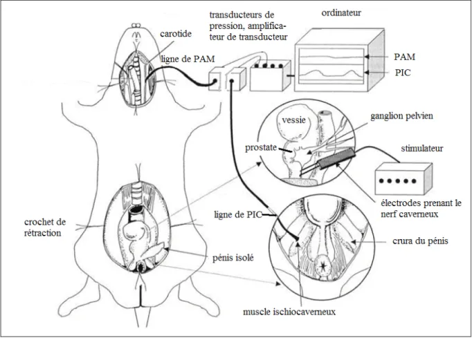 Figure 3.1 Représentation schématique illustrant le montage expérimental utilisé dans  l’évaluation de la réponse érectile induite par la stimulation nerveuse in vivo dans un  modèle de rat