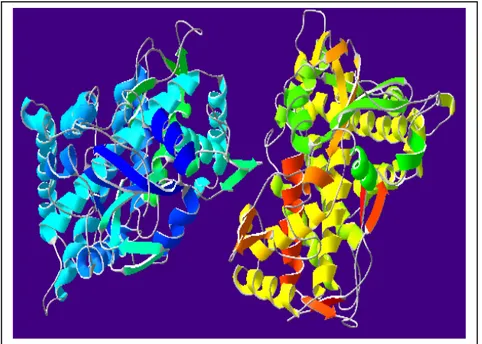 Figure 1  Secondary and tertiary structure of cytochrome P450.   Source: http://www.rcsb.org 