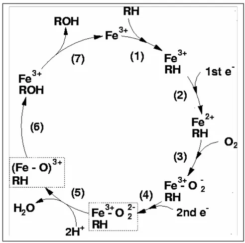 Figure 2. Catalytic cycle of cytochrome P450.  Source: http://www.tcm.phy.cam.ac.uk/~mds21 