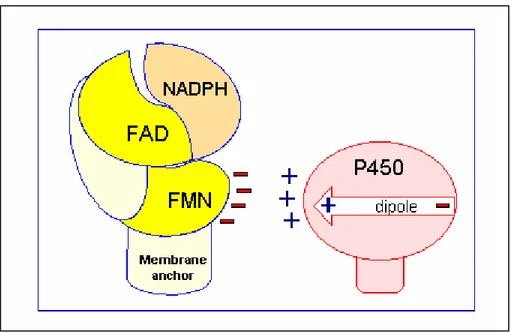 Figure 3. Electron transfer to cytochrome P450. 