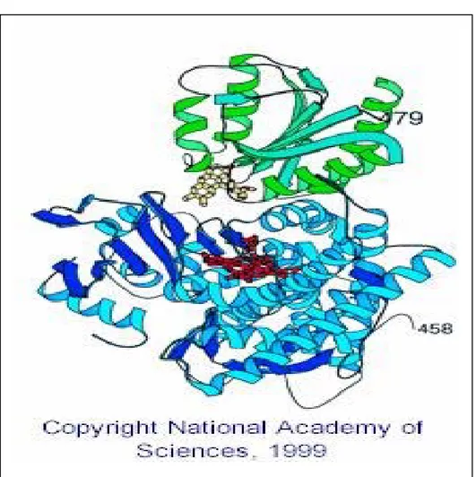 Figure 4. Three-dimensional structure of FMN domain of CPR 