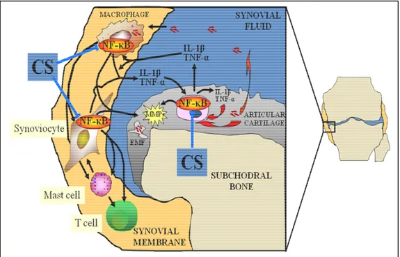 Figure 7. Diagram depicting the potential sites of effect of CS and/or its disaccharides a 