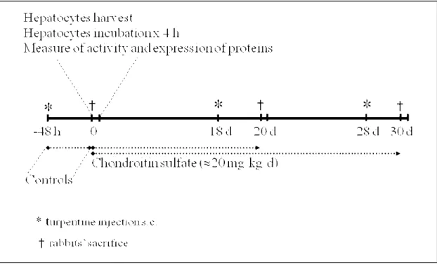 Figure 8. Protocol representation 