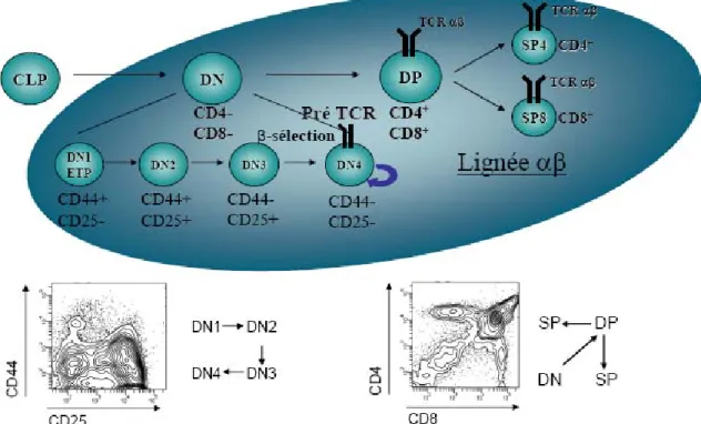 Figure 1.1 La différenciation thymocytaire.  