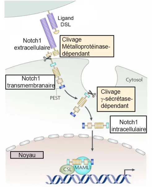 Figure 1.4 Activation de la signalisation de la voie de NOTCH.  