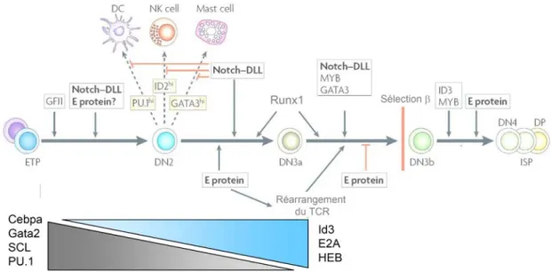 Figure 1.5 Les facteurs de transcription importants pour la différenciation des thymocytes
