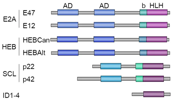 Figure 1.6 Structure des protéines HLH. 