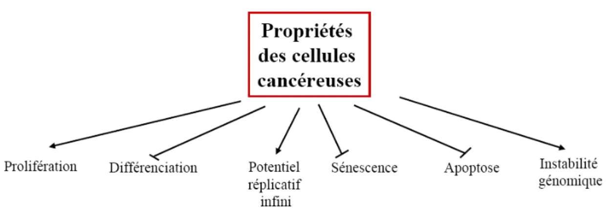 Figure 1.7. Propriétés des cellules cancéreuses 