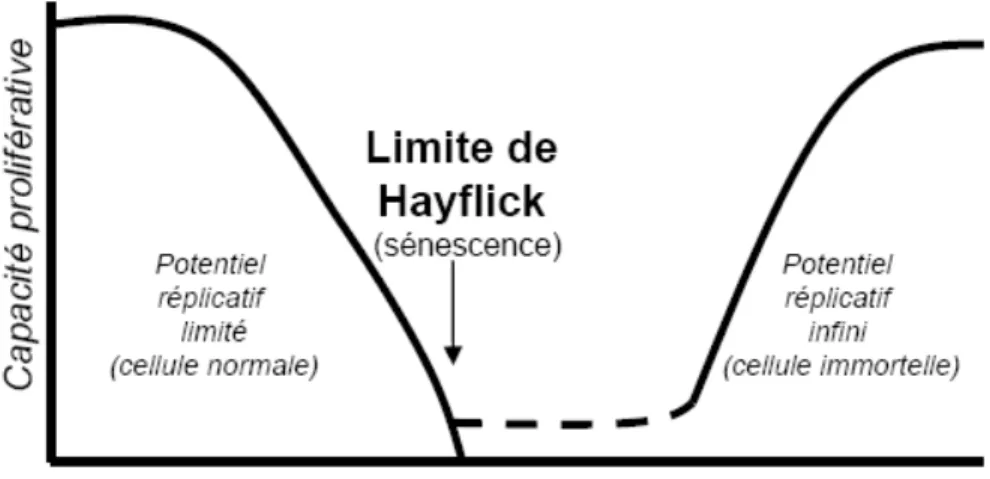 Figure 1.8 La limite de Hayflick associée avec la sénescence réplicative.  