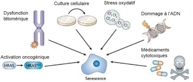 Figure 1.9 Inducteur de sénescence 