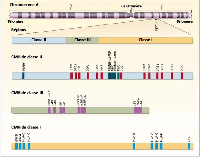 Figure 1.1. Localisation et organisation génétique du complexe majeur d’histocompatibilité chez  l’humain (HLA)
