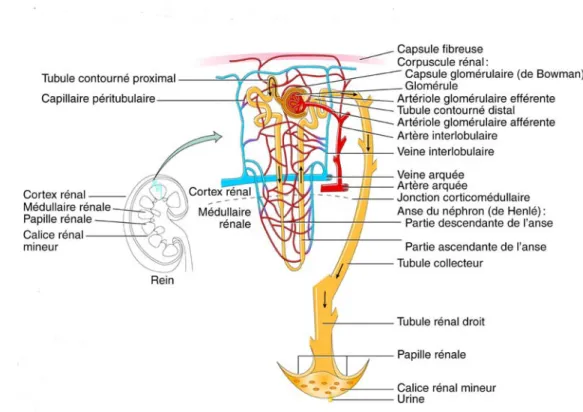 Figure 3. La morphologie du néphron.  Adapté de Tortora GJ (270). 