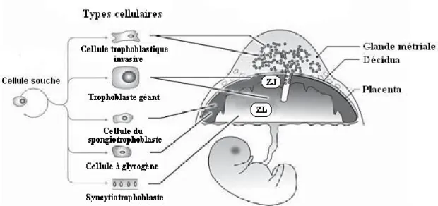 Figure 6. La structure du placenta de rat.  Adapté de Saghal N (230).  