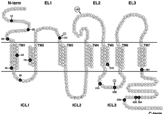 Figure 5 : Illustration schématique de la séquence d’acides aminés du récepteur CCR5. 