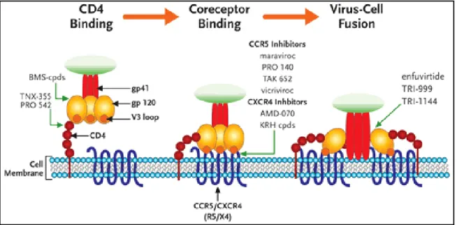 Figure 6 : Illustration schématique de l’entrée du VIH.   