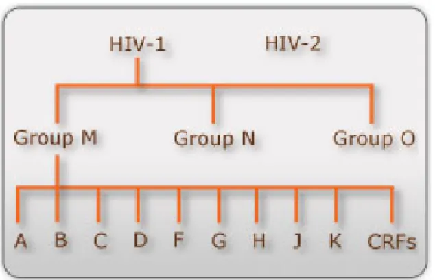 Figure 10 : Représentation schématique des sous-types du VIH-1 et VIH-2 