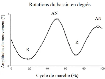 Figure 7 : Les angles articulaires (en degrés) du bassin dans le plan sagittal lors de la  marche à une cadence naturelle chez des sujets sains