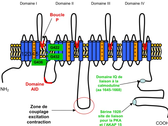 Figure 2.   Structure secondaire prédite de la sous-unité Ca v α1 des VDCC. La sous-unité 