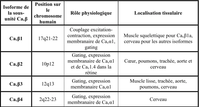 Tableau 4. Isoformes de la sous-unité Ca v β connues jusqu’à présent, leur position sur le 