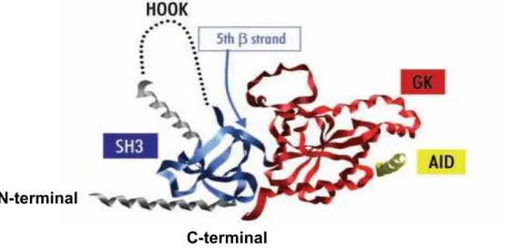 Figure 5.   Stucture tertiaire prédite de la sous-unité Ca v β2a. Modifié de (Richards, Leroy 