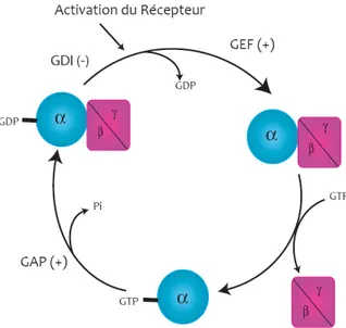 Figure 1 : Le cycle d’activation des protéines G hétérotrimériques.  