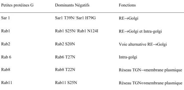 TABLE I : Les petites protéines G employées pour étudier l’acheminement des complexes des voies de  signalisation des RCPGs 