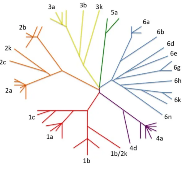 Figure 2 : Arbre phylogénétique du VHC représentant les principaux génotypes, 1 à 6 et  les principaux sous-types