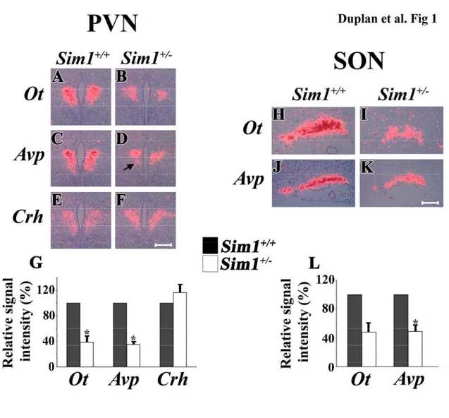Figure 1. Decrease of Ot and Avp expression in the PVN and SON of E18.5 